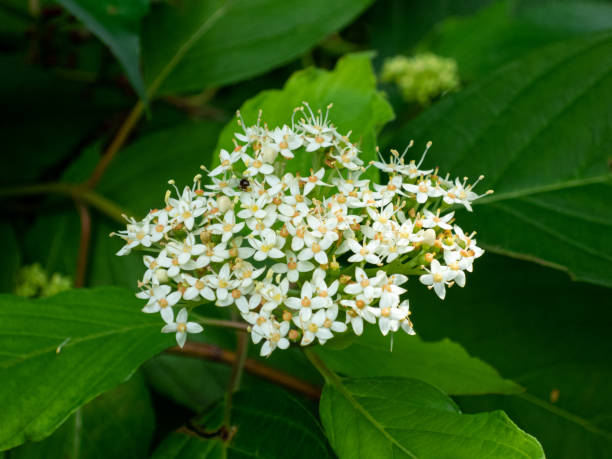 istock Petals on blooming plant in summer 1338633853