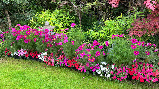 Stock photo showing flowering red and pink Impatiens (Busy Lizzies) and cosmos planted as colourful summer bedding in garden.
