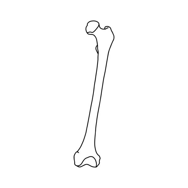 illustrations, cliparts, dessins animés et icônes de os du fémur humain. - femur bone