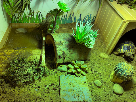 Stock photo showing a captive Hermann's tortoise poking it's head out of it's sleeping area to go an bask in the light of a heat lamp. The enclosure is using a reptile substrate as tortoise soil bedding which causes the water bath to become muddy.