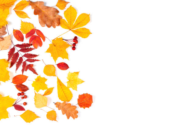istock Autumn maple leaves on wooden table.Falling leaves natural background. 1338636086