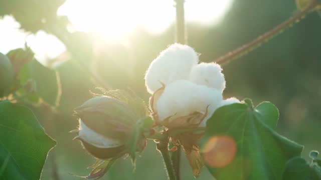 Cotton plant ready to harvest