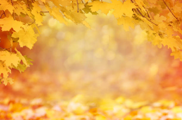 istock Defocus autumn image. Beautiful autumn landscape with yellow trees. 1338637394