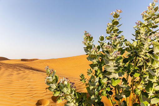 Apple of Sodom (Calotropis procera) plant with purple flowers blooming and desert sand dunes landscape in the background, United Arab Emirates.