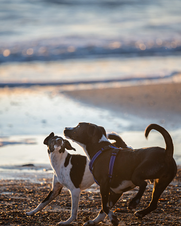 Two dogs playing on the beach at sunrise, back lit by the morning sun. Vertical format.