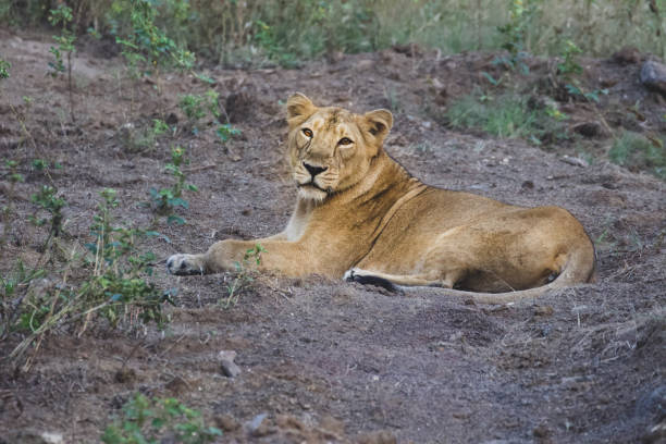 istock Wildlife at its best 1338638654