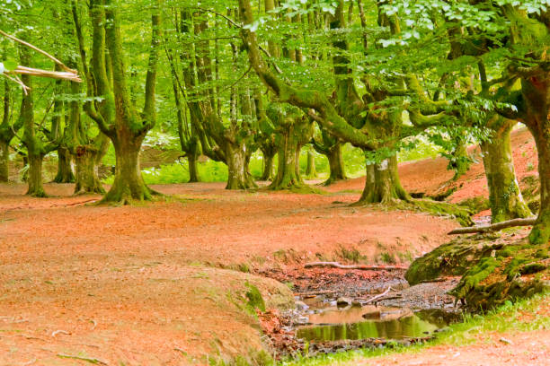 Otzarreta Beech Forest, Gorbeia Natural Park, Spain"n Otzarreta Beech Forest, Gorbeia Natural Park, Bizkaia, Basque Country, Spain, Europe national wildlife reserve stock pictures, royalty-free photos & images
