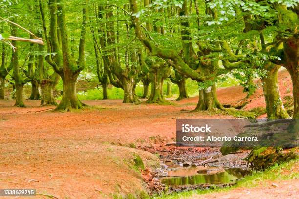 Otzarreta Beech Forest Gorbeia Natural Park Spainn Stock Photo - Download Image Now