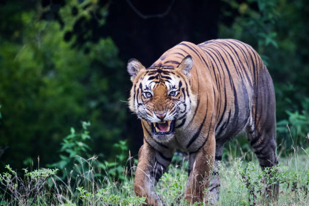 istock Wildlife at its best 1338639273