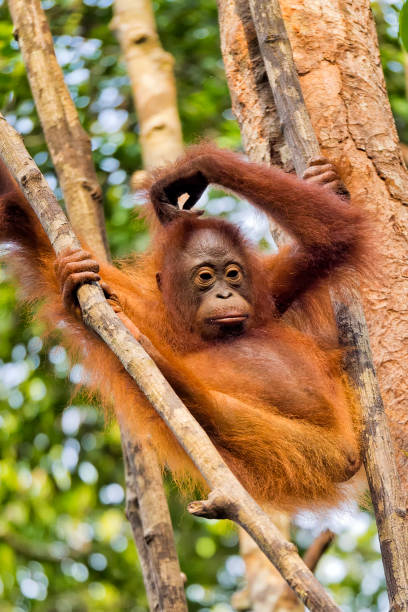 istock Orangutans, Tanjung Puting National Park, Borneo 1338639374