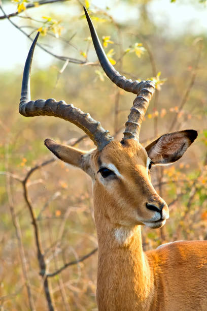 Impala, Aepyceros melampus melampus, Kruger National Park, South Africa, Africa
