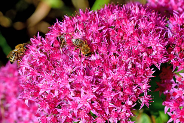 istock bees on flower of livelong 1338640114