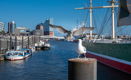 Two seagulls at the Hamburg Harbor