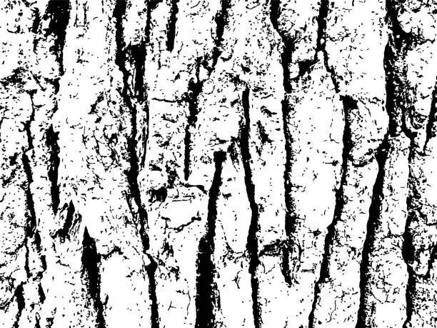 Vector illustration of Mold Moss Tree Bark Grunge Texture. Black Dusty Scratchy Pattern. Abstract Grainy Background. Vector Design Artwork. Textured Effect. Crack.