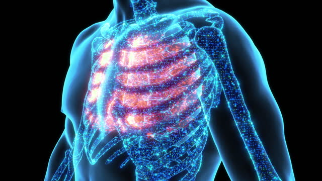 Three-dimensional visualization of a digital X-ray of the human chest. In the area of the human lungs, a red color pulsates, indicating a health problem in the human pulmonary system. The concept of lung health, colds and viral diseases.