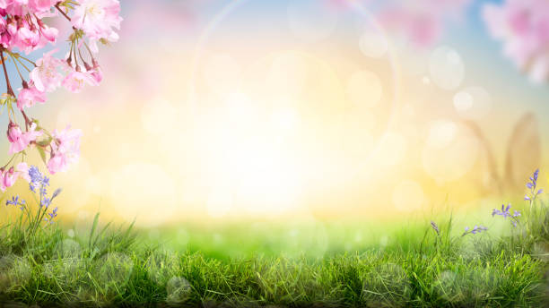 fiori di ciliegio rosa che sbocciano in un prato di erba verde - easter bunny easter grass sunlight foto e immagini stock