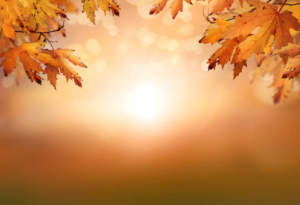 istock An autumnal fall background of blurred foliage and tree leaves. 1338644903