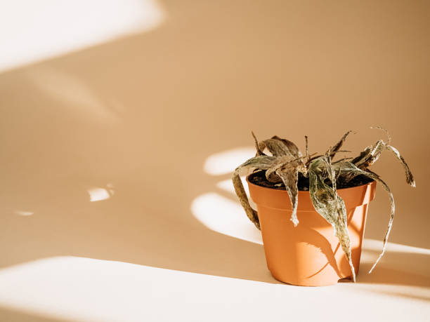 pianta secca aloe vera. un vaso di terracotta con una pianta di aloe ingializzata ed essiccata su sfondo beige. cura delle piante d'appartamento povere. - pianta morta foto e immagini stock