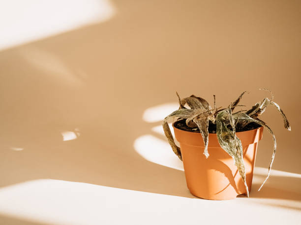 how to care indoor plants
