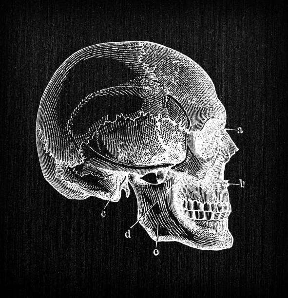 istock Antique illustration of human body anatomy: Human skull side 1338645725