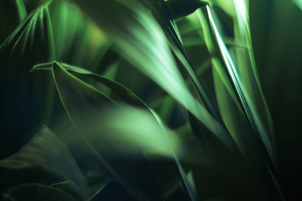 green leaf abstract background - tropisch-motief-fotos stockfoto's en -beelden