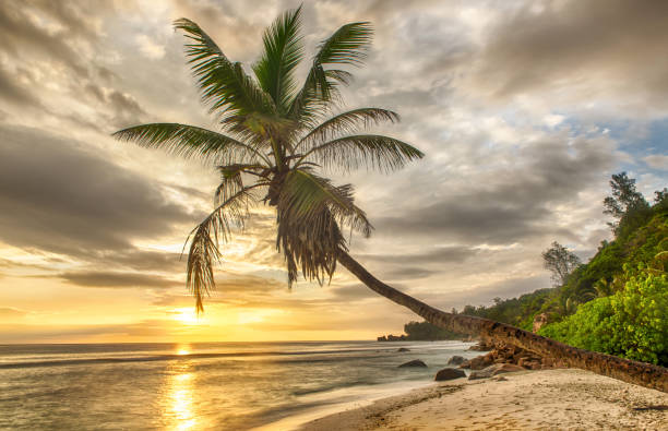 istock Lonely palm under the setting sun in the Seychelles 1338645975