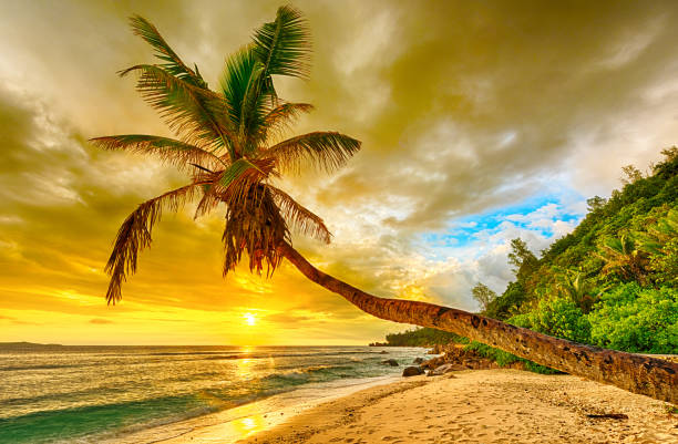 istock Sunset over palm in Seychelles 1338646001