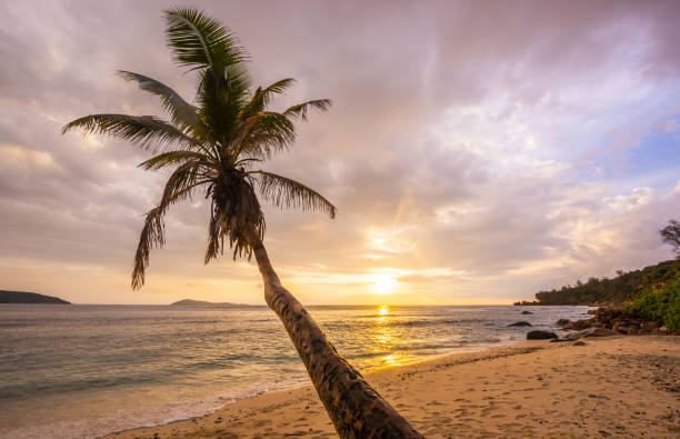 istock Palm on the sea beach in the Seychelles 1338646010