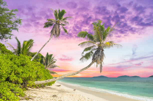 istock Palm on the sea beach in the Seychelles 1338646045