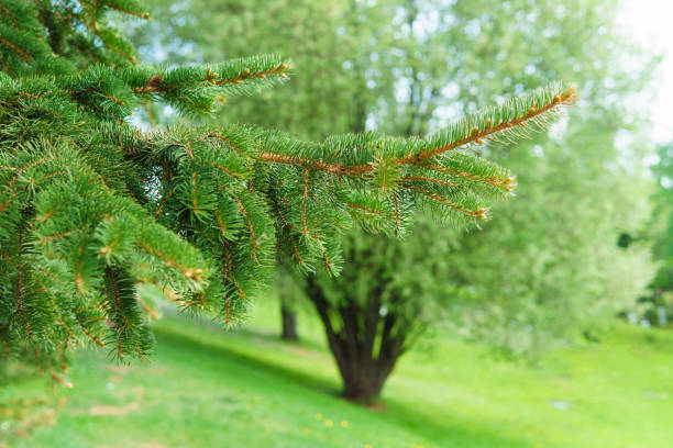 istock Coniferous trees in the Park in nature, background design. 1338646785