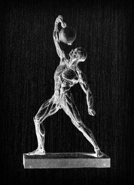 istock Antique illustration of human body anatomy: Muscles 1338647080