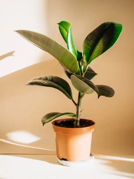 Photo of Home plant ficus. Eco green aesthetics.Beige background with sun shadows