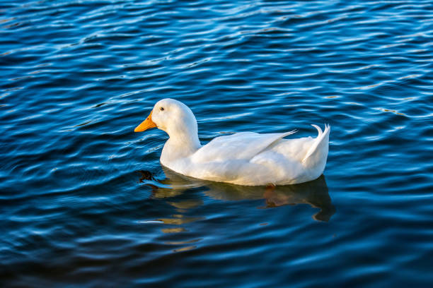 istock An American Pekin in Yuma, Arizona 1338647680
