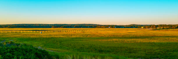 istock Tranquil Landscape over the green marsh field under a clean blue sky at dawn 1338647712