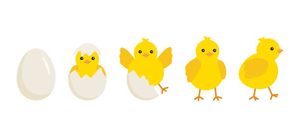 Cute baby chick born from an egg. Chicken hatching stages. Newborn little yellow cartoon chicks for easter design. Cracked shell and bird hens emergence from egg. Vector illustration Cute baby chick born from an egg. Chicken hatching stages. Newborn little yellow cartoon chicks for easter design. Cracked shell and bird hens emergence from egg. Vector young bird stock illustrations