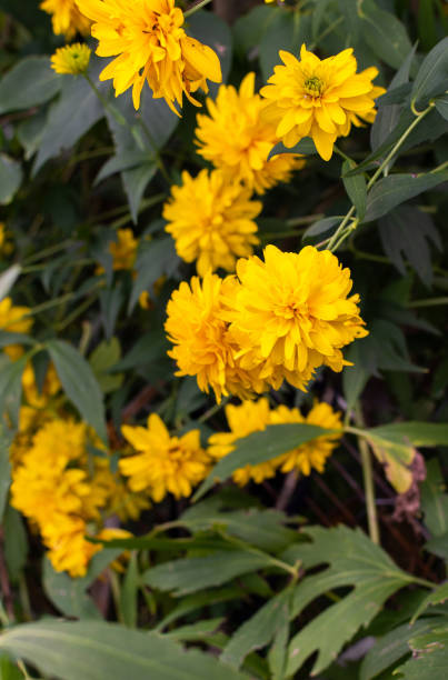 istock Bush of yellow Rudbeckia laciniata 1338648704