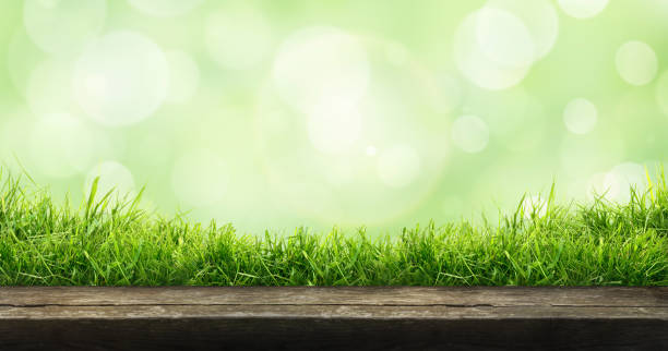 istock A fresh spring sunny garden background of green grass 1338648846