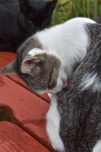 istock Close up on a cat washing itself. 1338649019