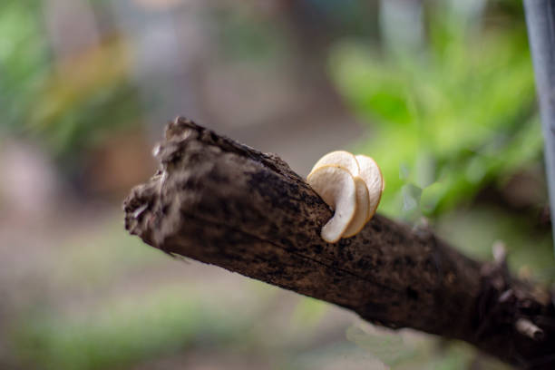 Mushrooms that grow on the logs