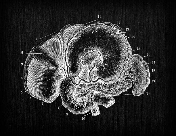 アンティークの人体解剖図: 肝臓、胃、脾臓、膵臓 - engraved image engraving liver drawing点のイラスト素材／クリップアート素材／マンガ素材／アイコン素材