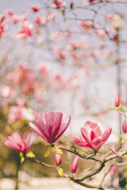 magnolia im palais royal - palais royal stock-fotos und bilder