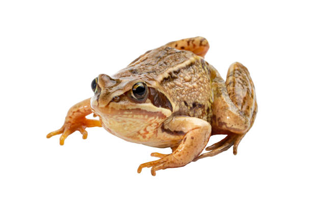 istock Common wild frog isolated on white close up 1338654044