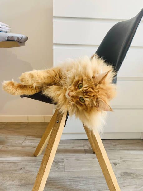 istock relaxed Maine Coon domestic cat on a chair 1338654813