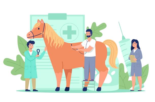 574 Large Animal Veterinarian Illustrations & Clip Art - iStock | Pig veterinarian, Cow veterinarian, Horse veterinarian 574 Large Animal Veterinarian Illustrations & Clip Art - iStock | Pig veterinarian, Cow veterinarian, Horse veterinarian