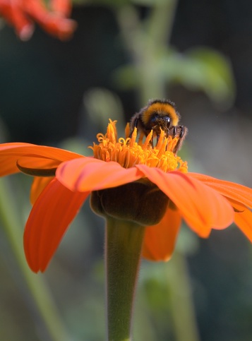 Close-up of an orange Flower of the mexican sunflower with bumble bee feeding on pollen.
