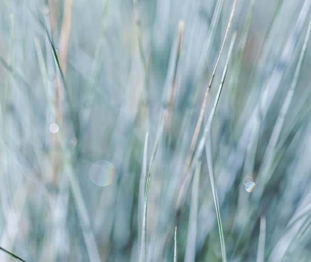 istock Blurred background, texture, pattern of blue green grass. Extreme bokeh with light reflection 1338661584