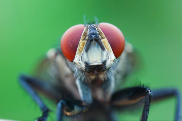 istock housefly with big eyes 1338662622