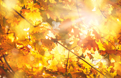 Autumn background with orange yellow maple leaves and sun lights, natural bokeh. Fall nature landscape banner