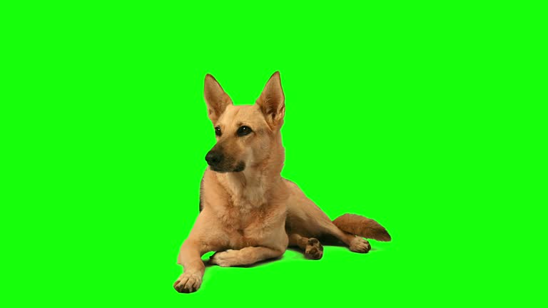 Beautiful German Shepard dog on chroma key green screen background