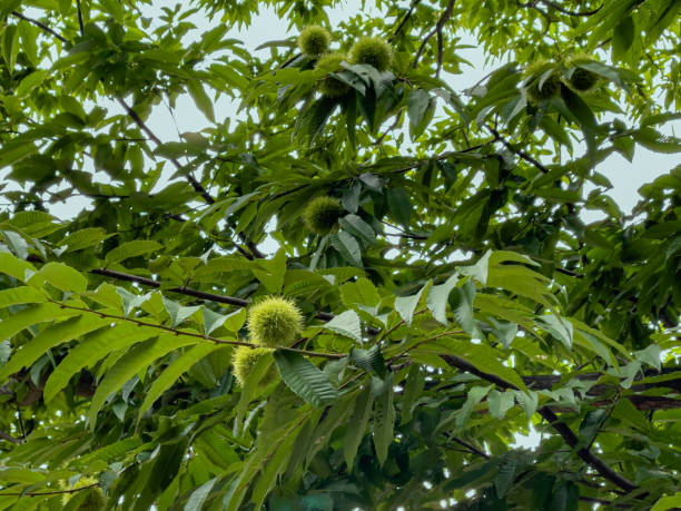 istock chestnuts and leaves on chestnut tree 1338663359
